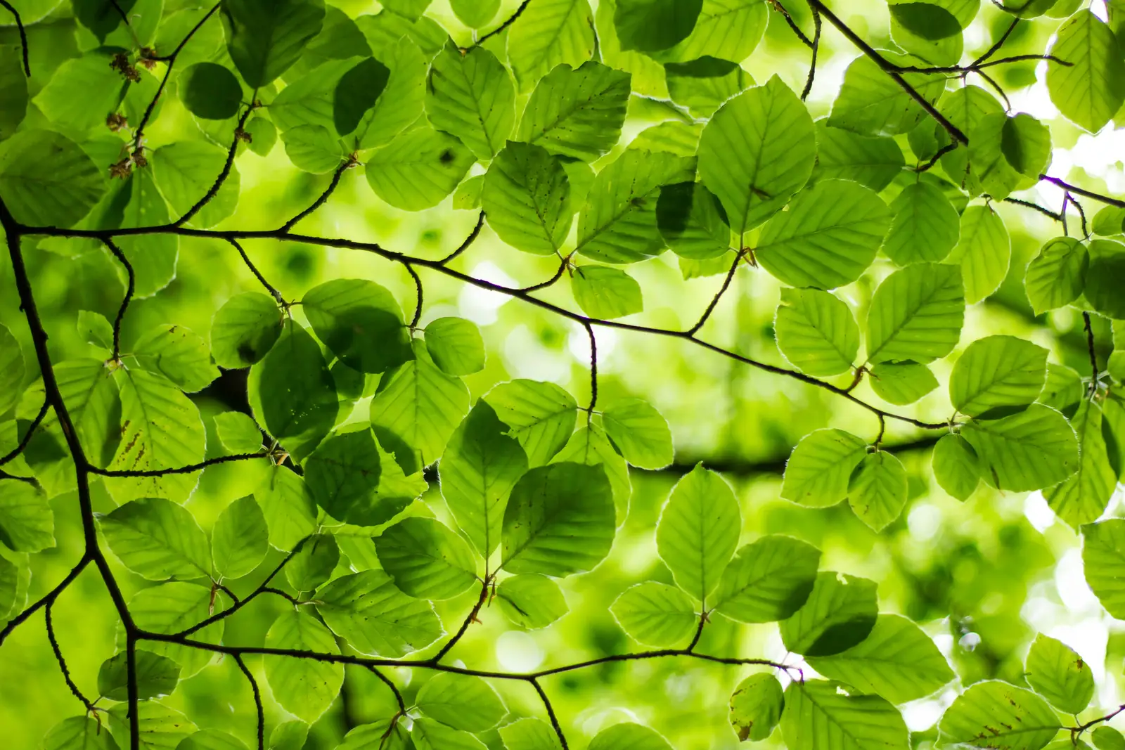Hojas verdes iluminadas por el sol